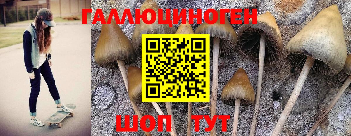 Псилоцибиновые грибы MAGIC MUSHROOMS  Вход с VPN  Новоуральск  Псилоцибиновые грибы Cubensis 